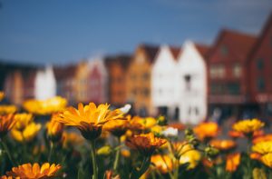 flowers in front of blurry building